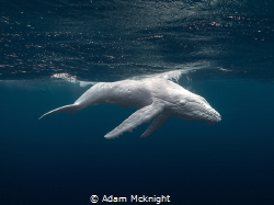 This is a photo of an incredibly rare white humpback whal... by Adam Mcknight 